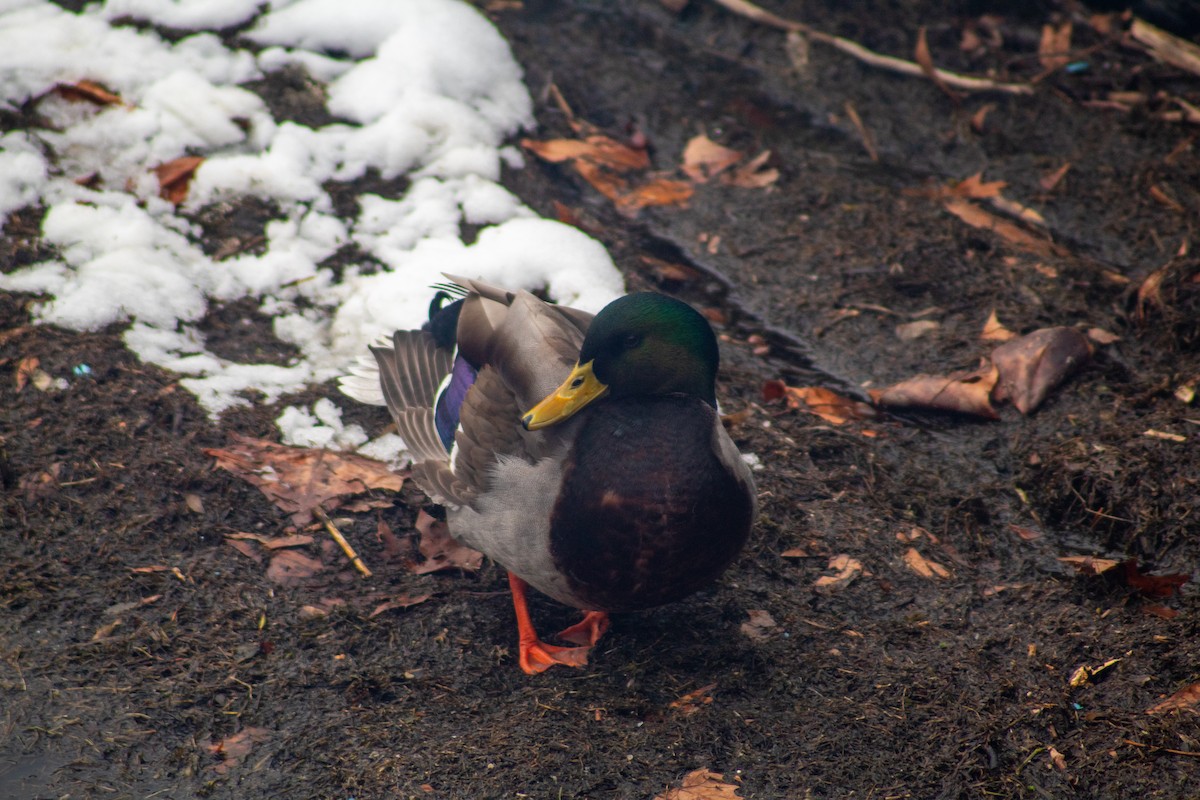 Mallard - ML646599720