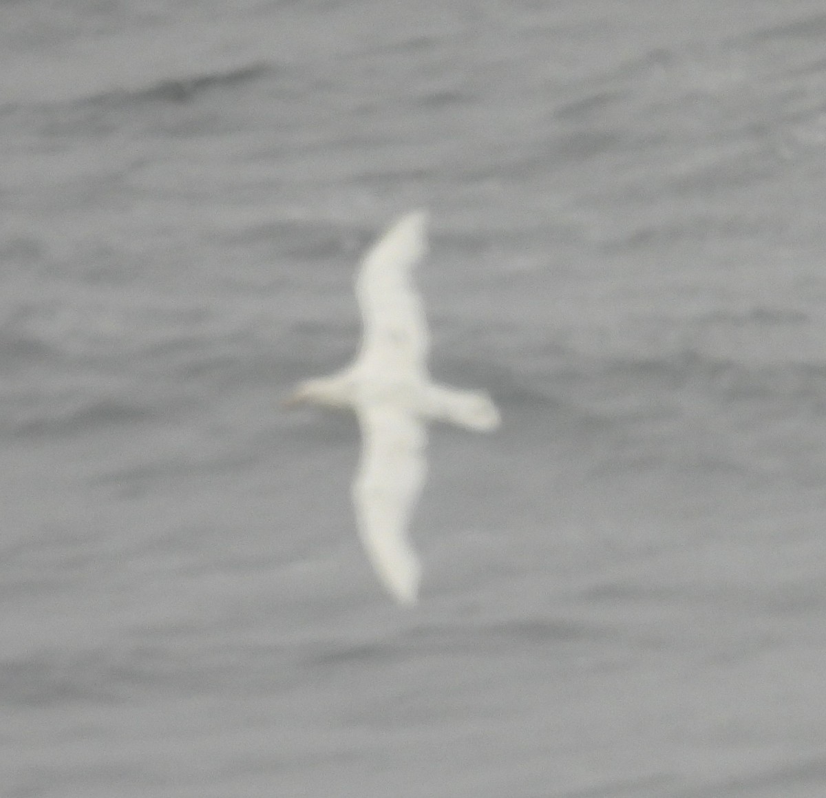 Southern Giant-Petrel - ML646599721