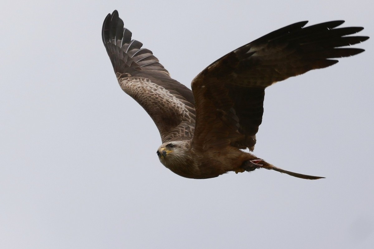 Black Kite - ML646599722