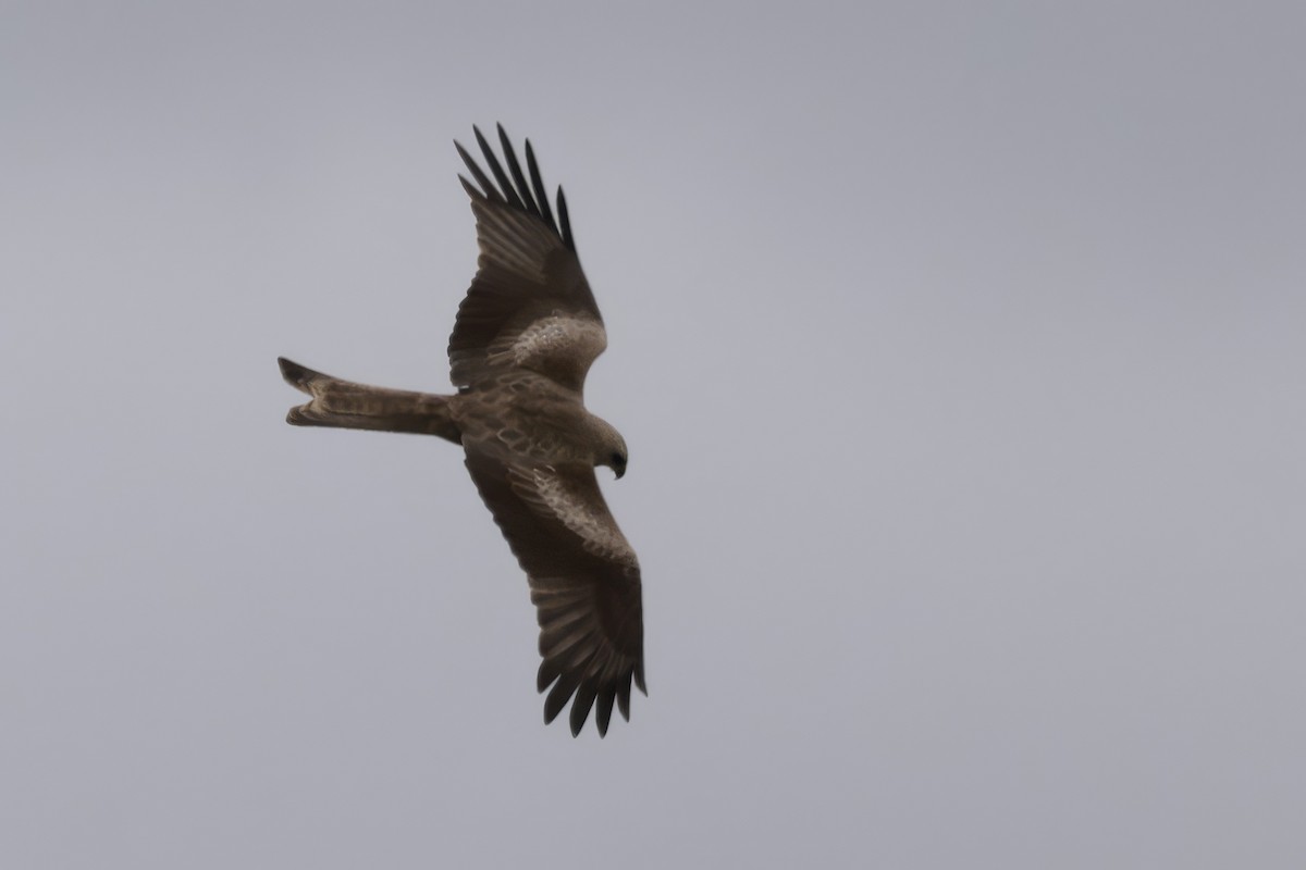 Black Kite - ML646599723