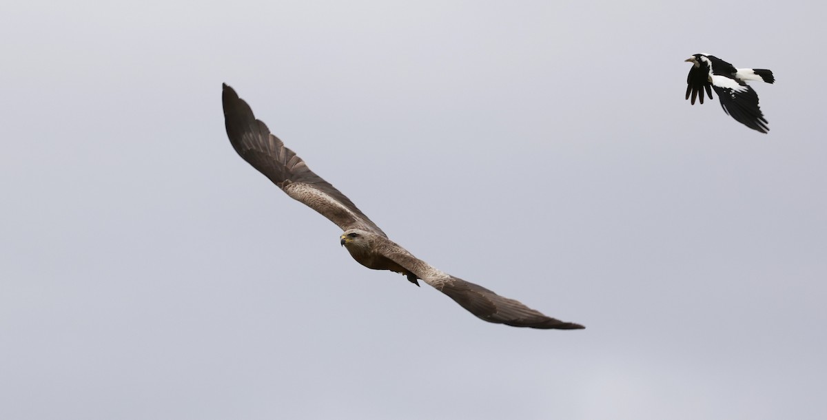 Black Kite - ML646599724