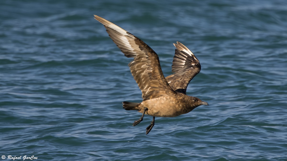 Great Skua - ML646599725