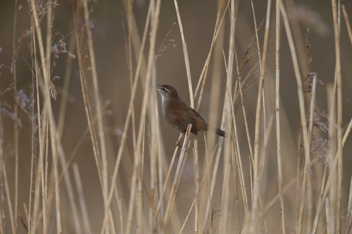 Cetti's Warbler - ML646599726