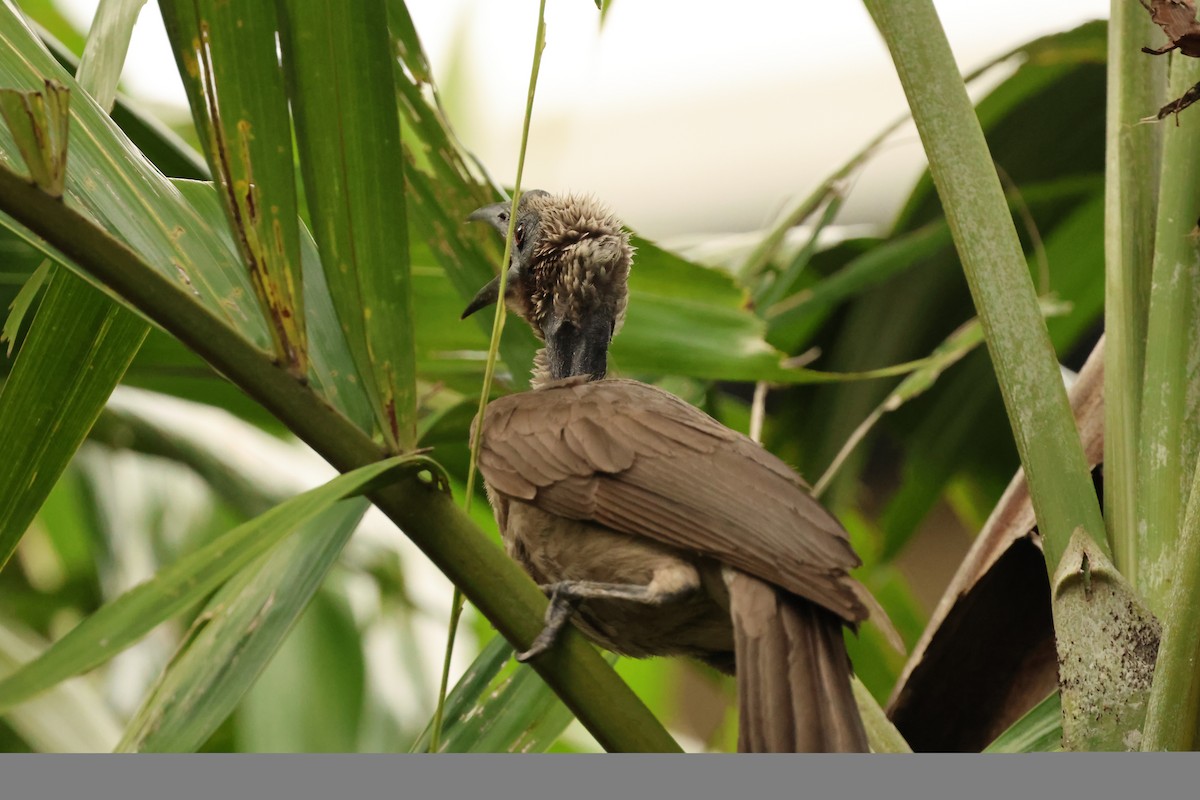 Helmeted Friarbird - ML646599731