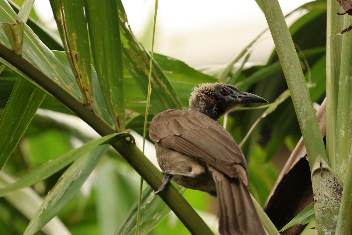 Медівник рогодзьобий - ML646599732