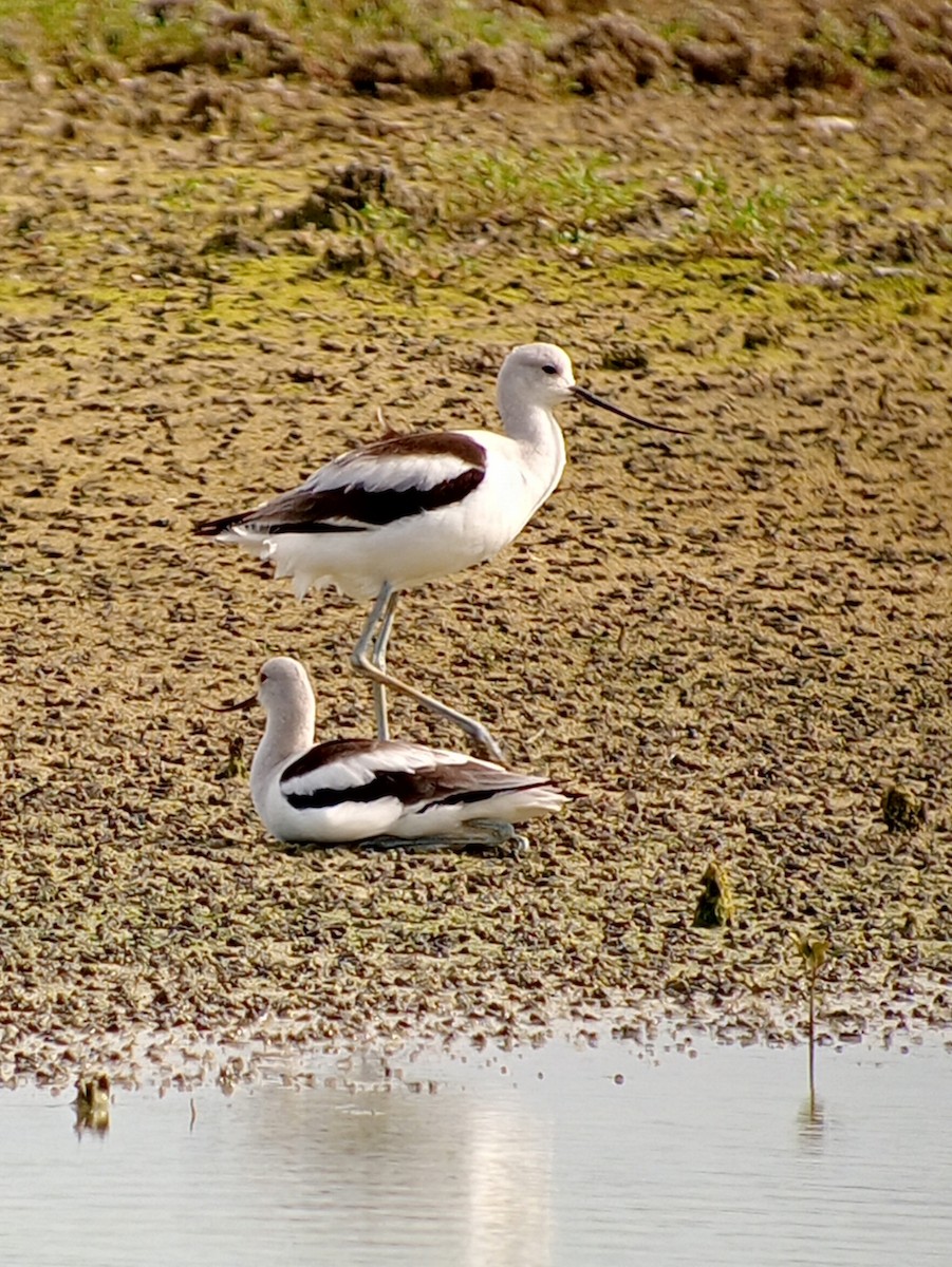 American Avocet - ML646599733