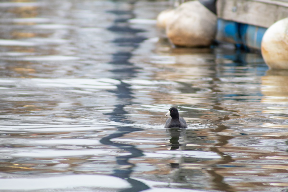 American Coot - ML646599734