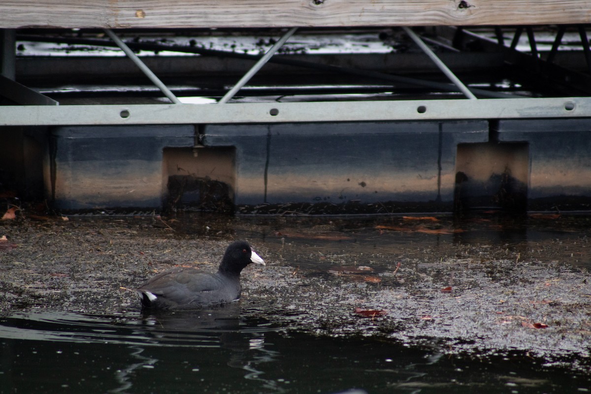 American Coot - ML646599735