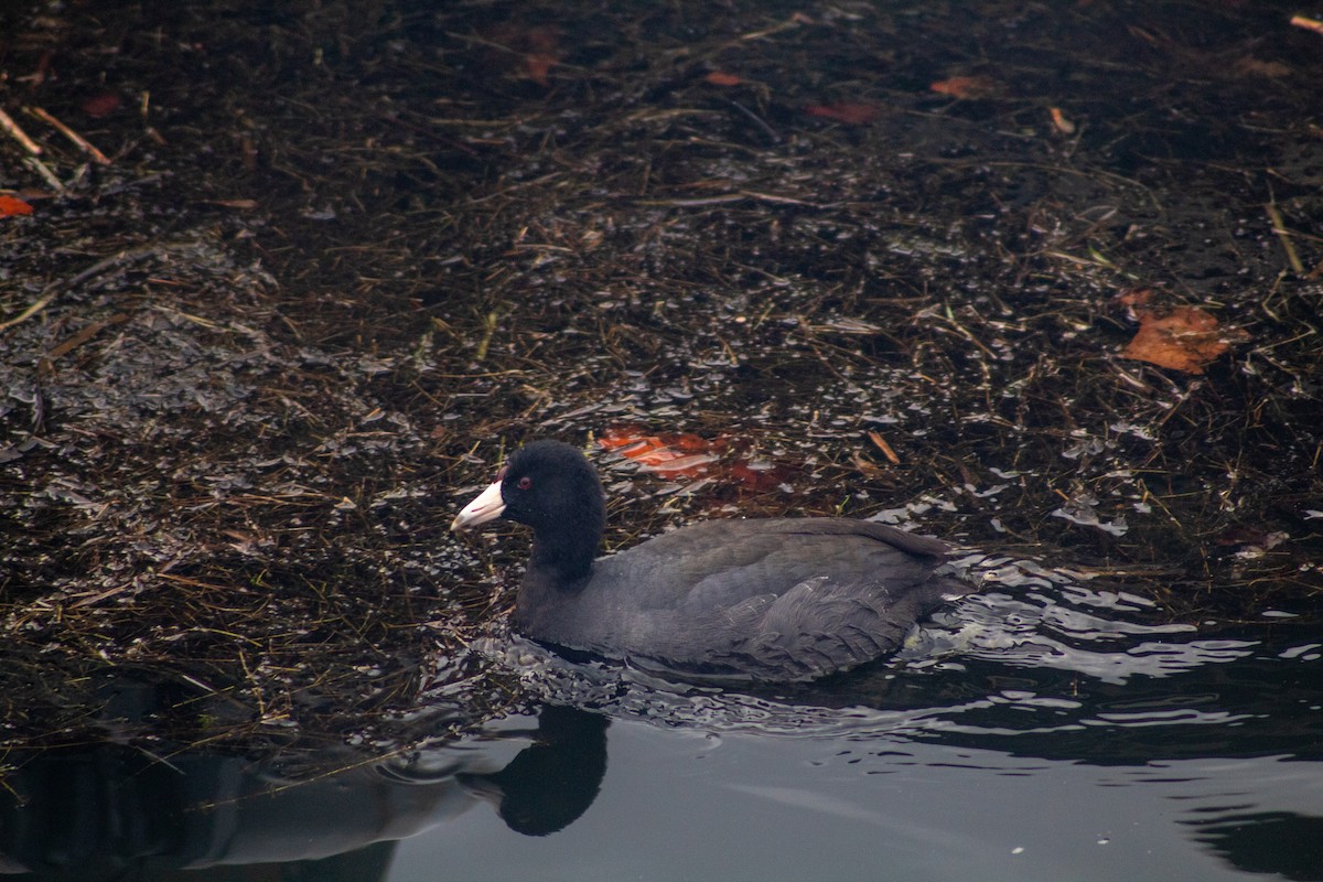 American Coot - ML646599736