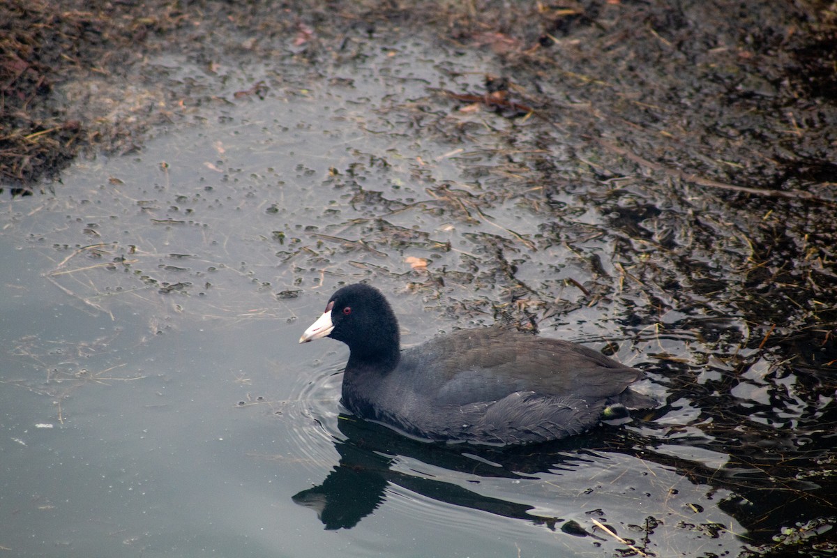 American Coot - ML646599737