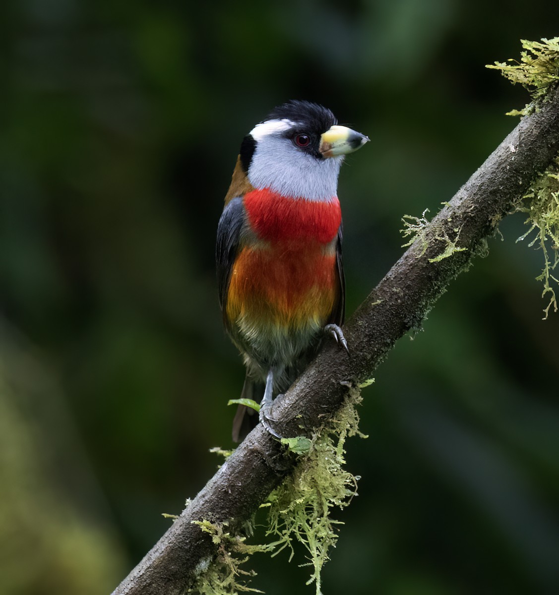 Toucan Barbet - ML646599738