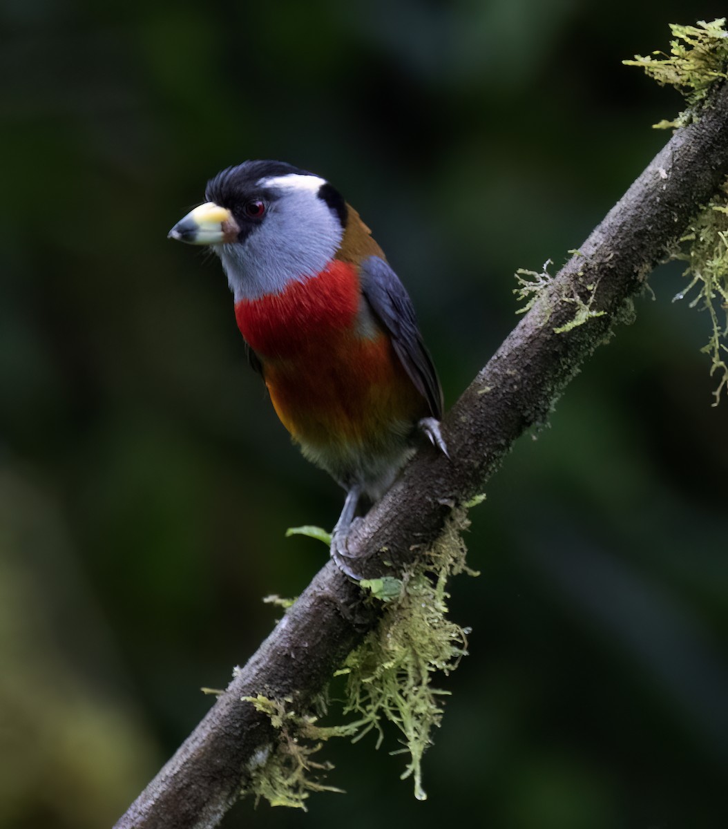 Toucan Barbet - ML646599739