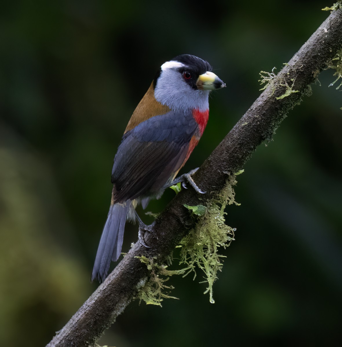 Toucan Barbet - ML646599740