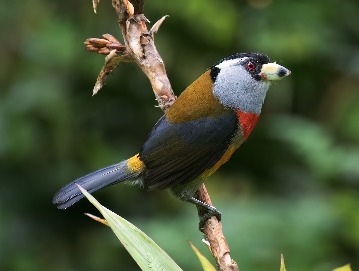 Toucan Barbet - ML646599741
