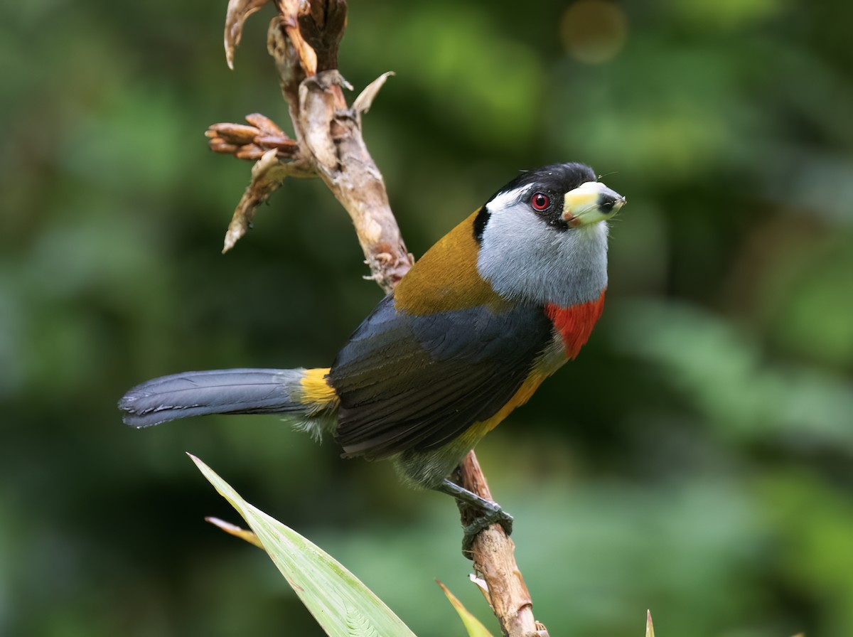 Toucan Barbet - ML646599742