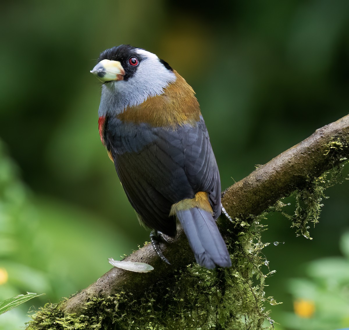 Toucan Barbet - ML646599743
