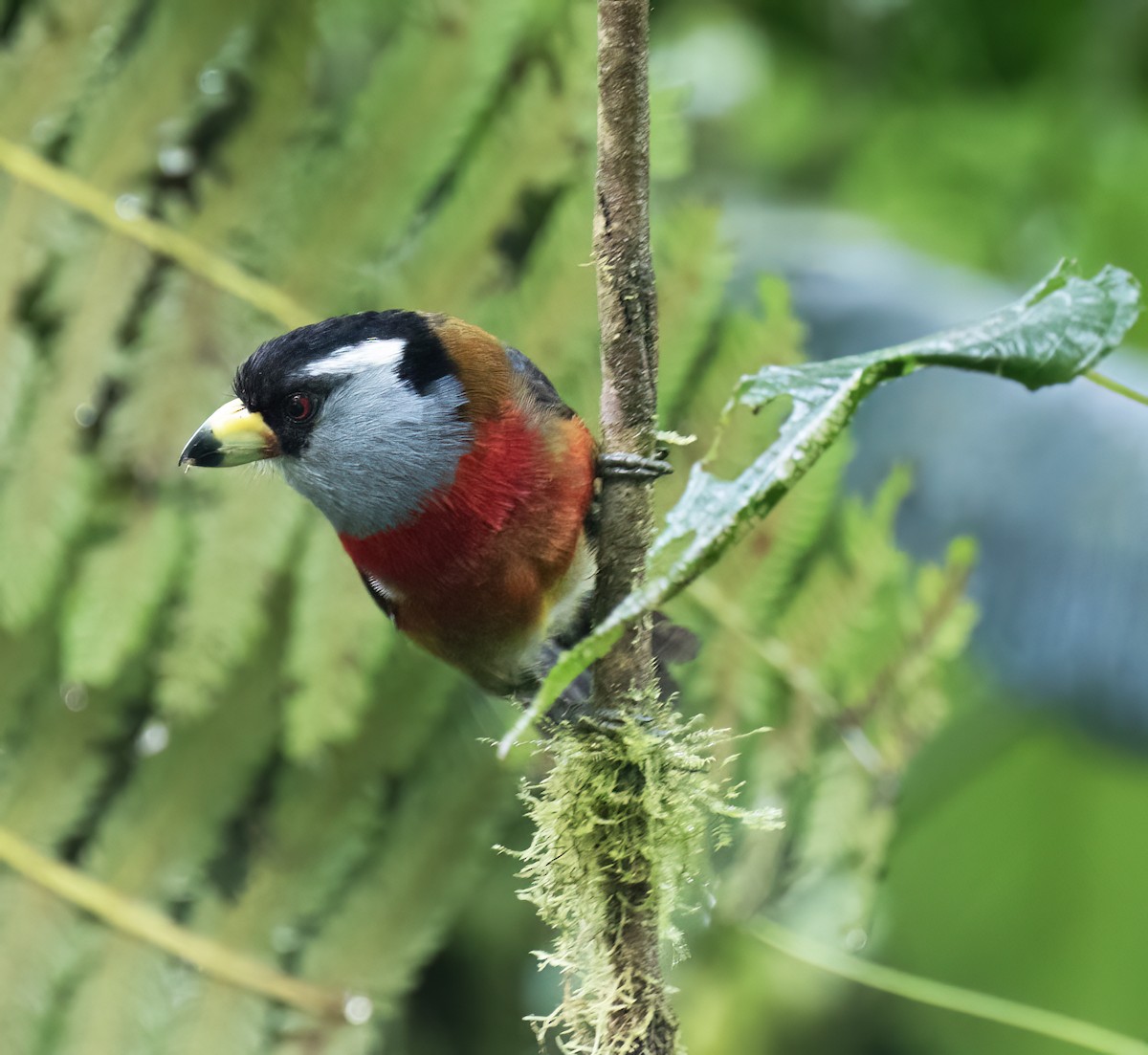 Toucan Barbet - ML646599744