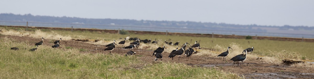 Straw-necked Ibis - ML646599745