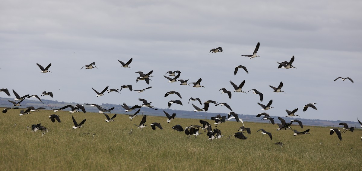 Straw-necked Ibis - ML646599746