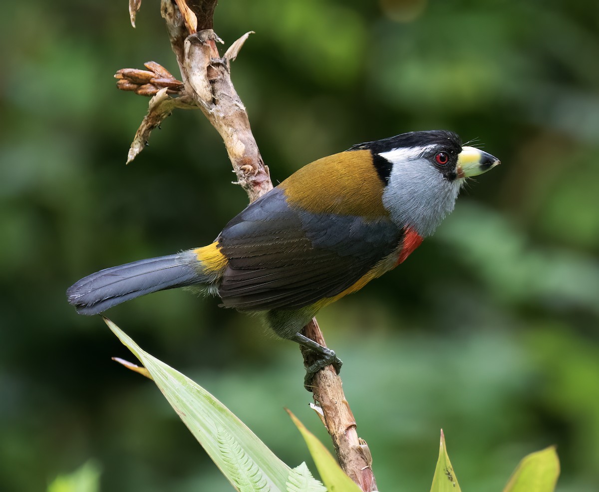 Toucan Barbet - ML646599747