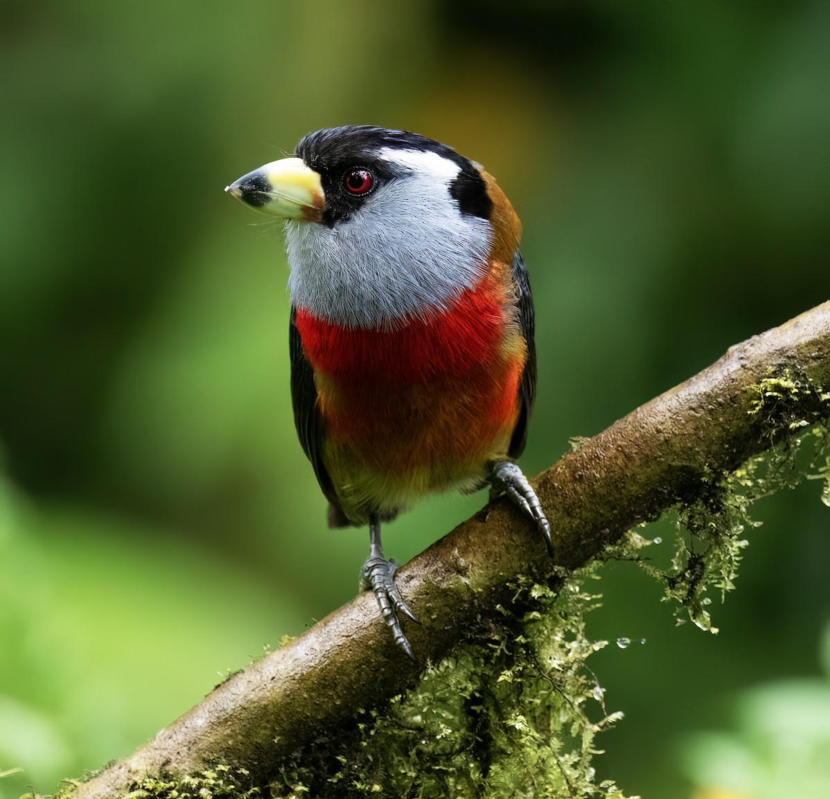 Toucan Barbet - ML646599748