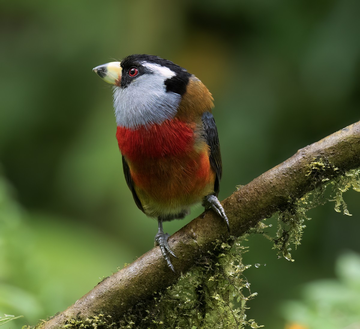 Toucan Barbet - ML646599749