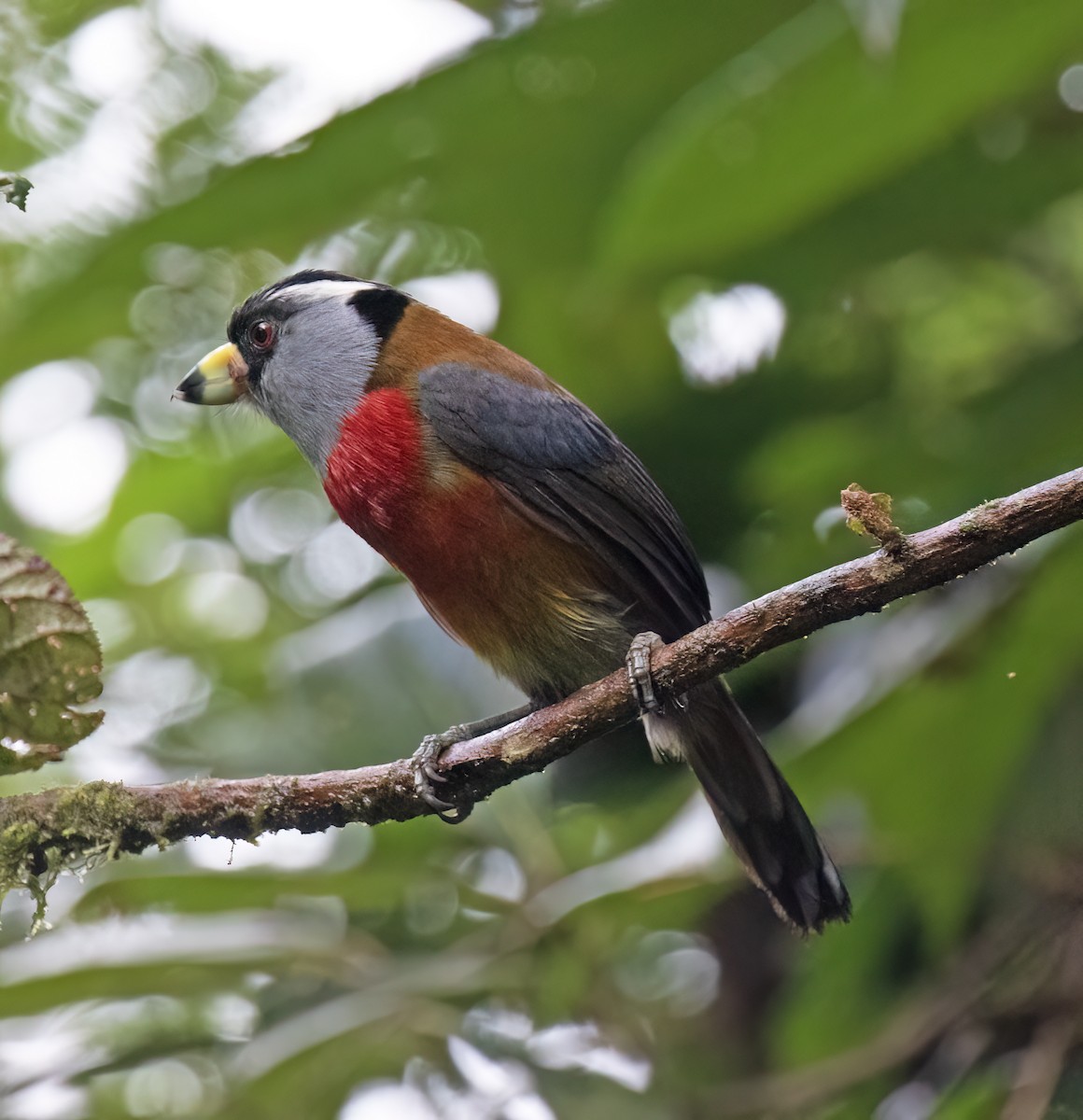 Toucan Barbet - ML646599751