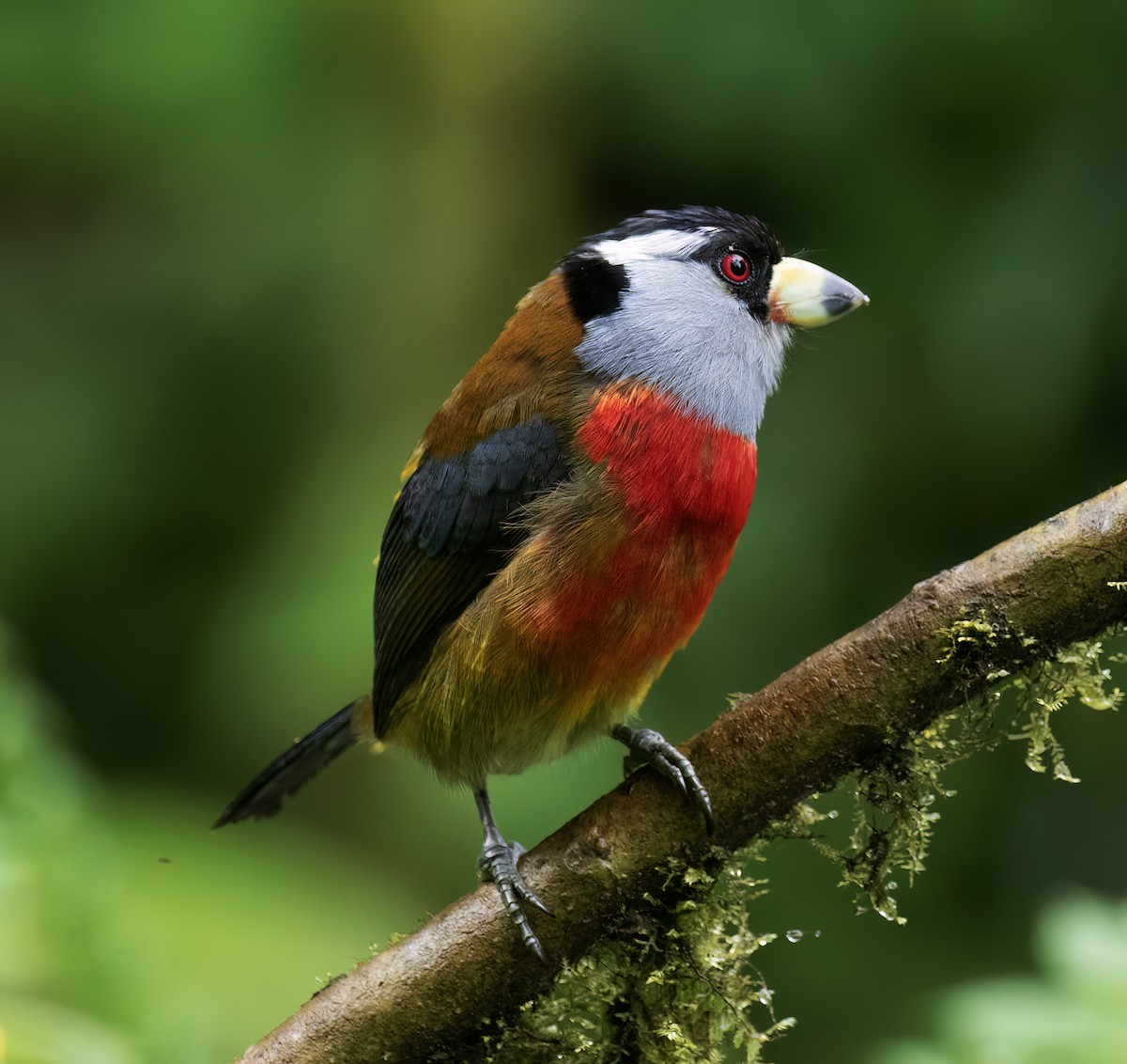 Toucan Barbet - ML646599752