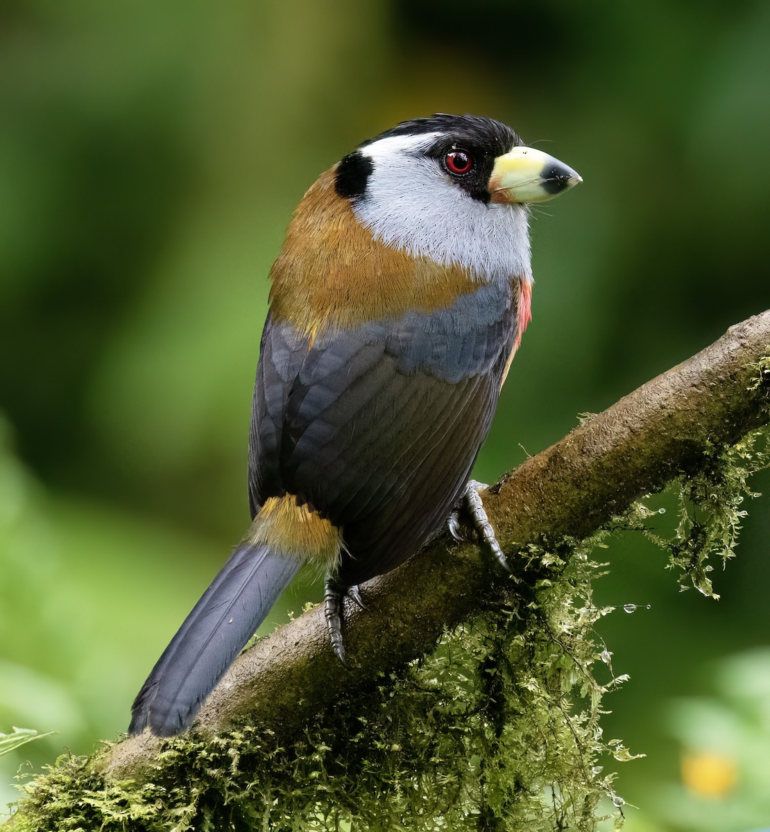 Toucan Barbet - ML646599753