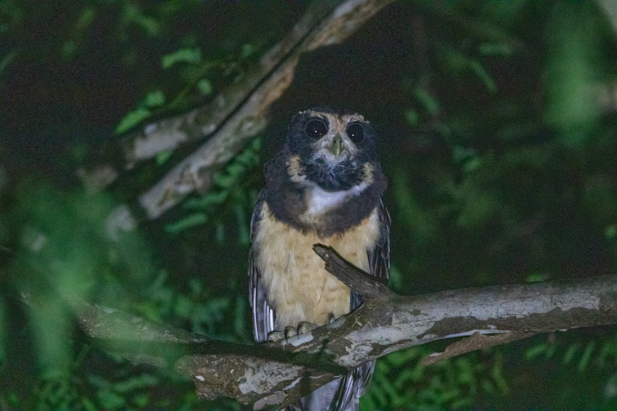 Tawny-browed Owl - ML646599756