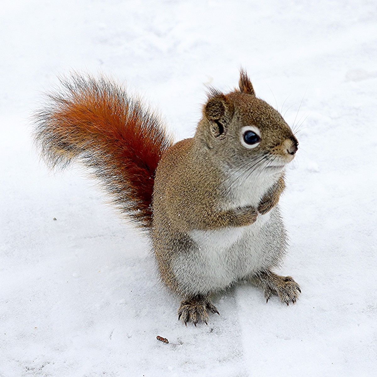 Animals - ML646599757