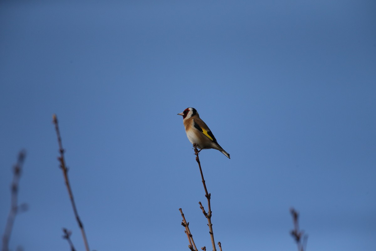 European Goldfinch - ML646599758