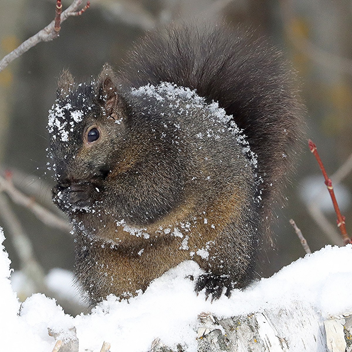 Animals - ML646599759