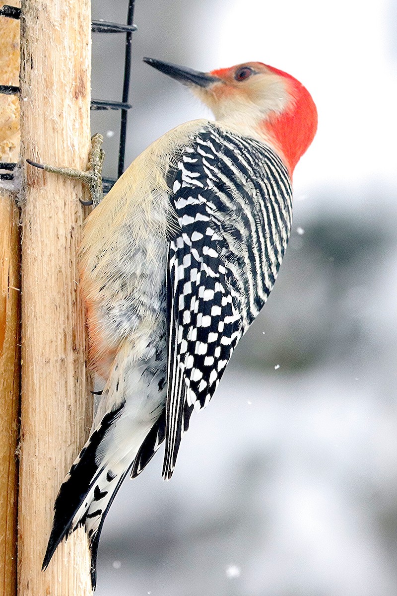Red-bellied Woodpecker - ML646599766