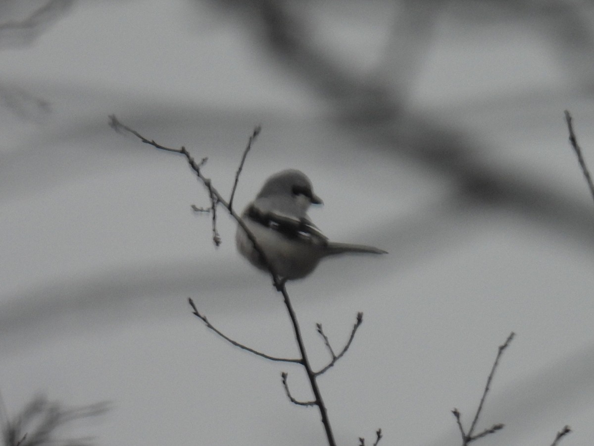 Northern Shrike - ML646599767