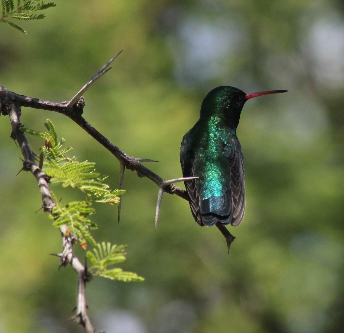 Glittering-bellied Emerald - ML646599769
