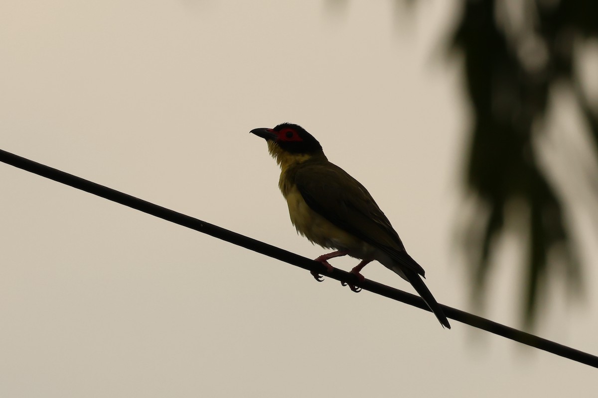 Зелёная инжирница - ML646599770