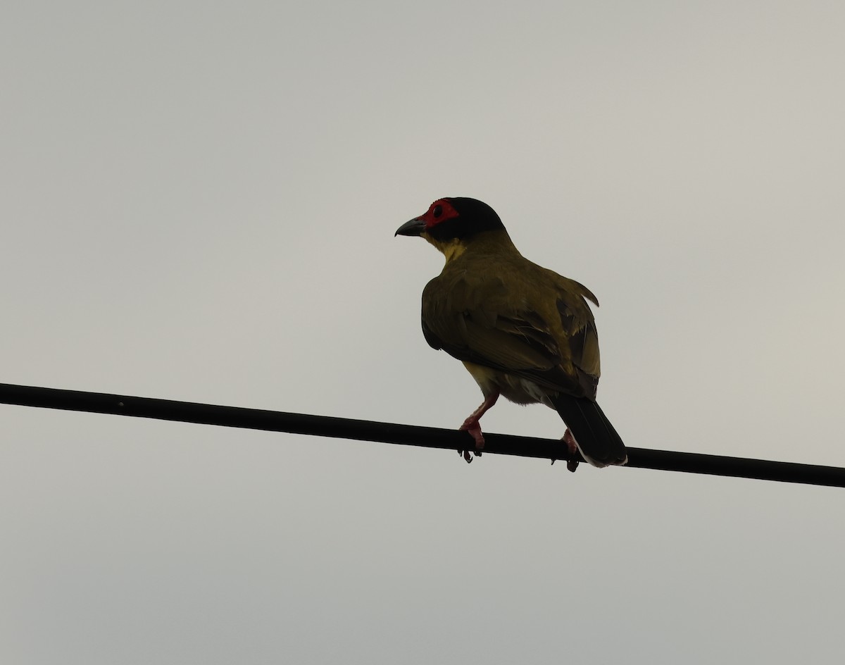 Зелёная инжирница - ML646599771