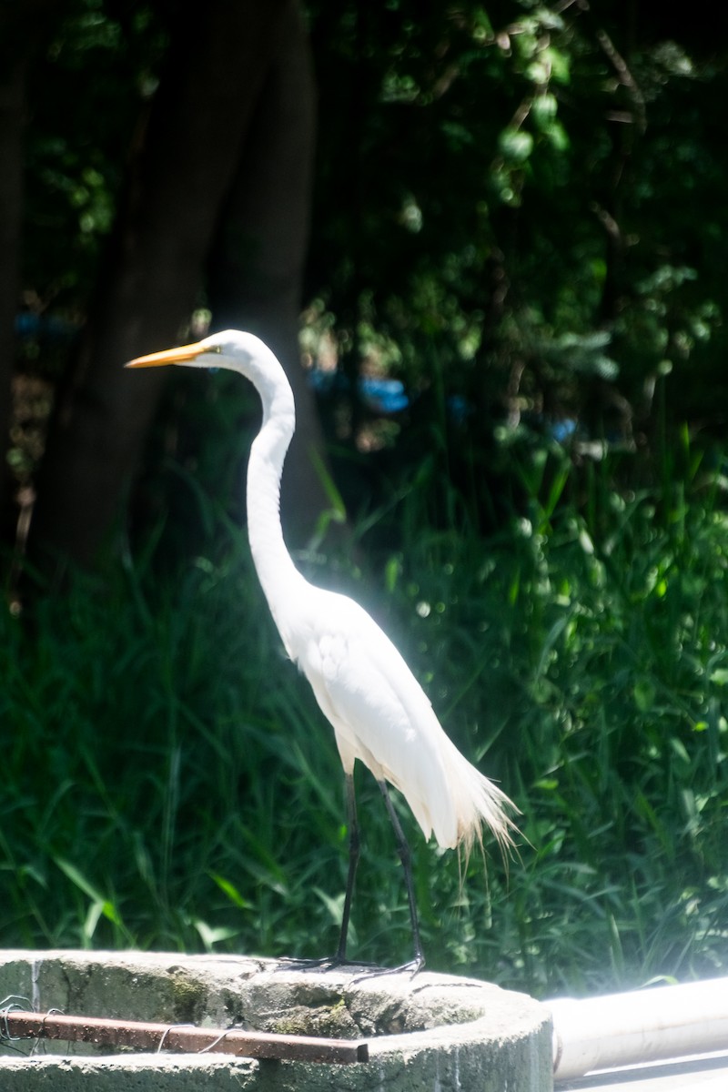 大白鷺 - ML646599773