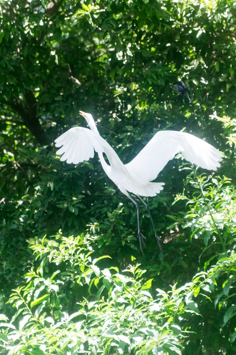 大白鷺 - ML646599774