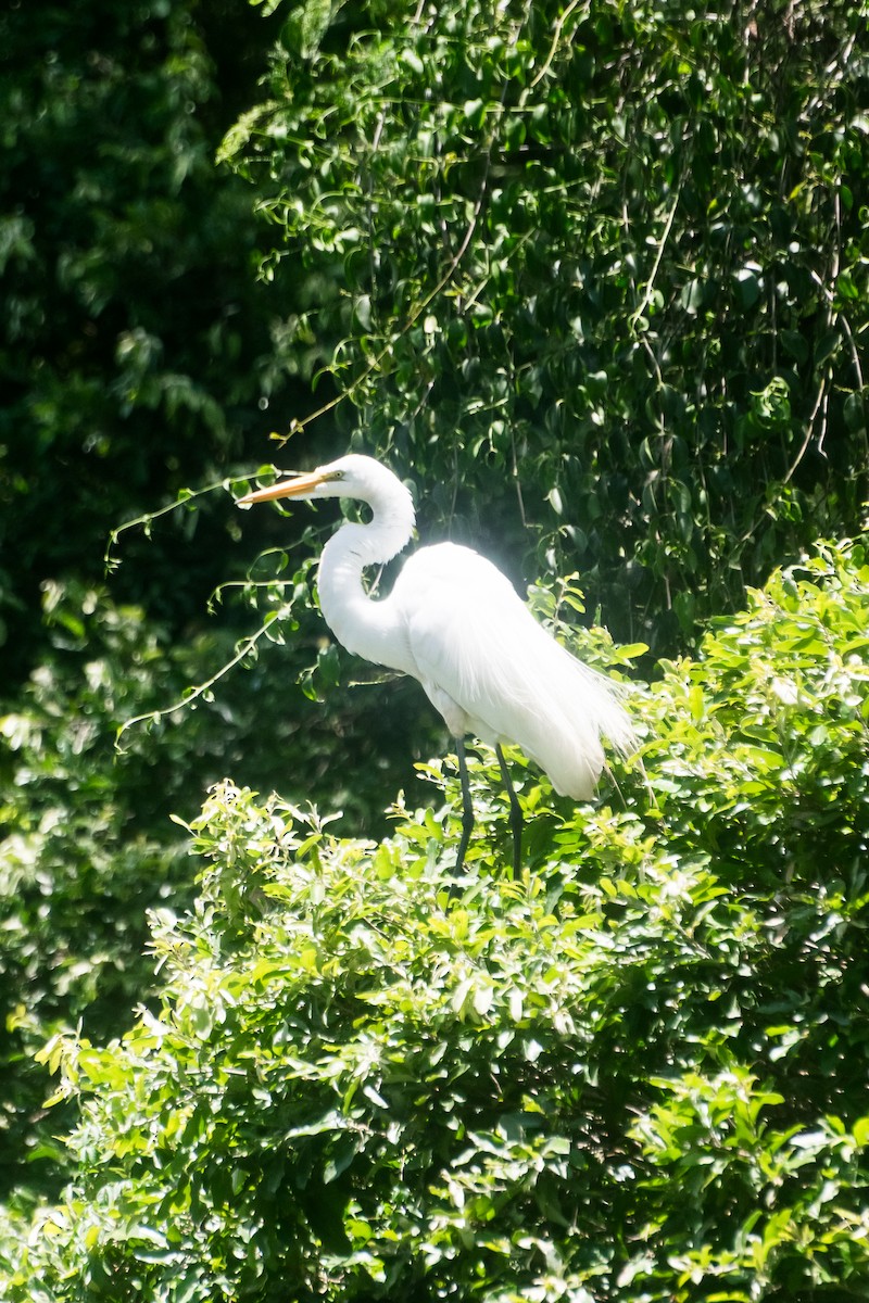 大白鷺 - ML646599775