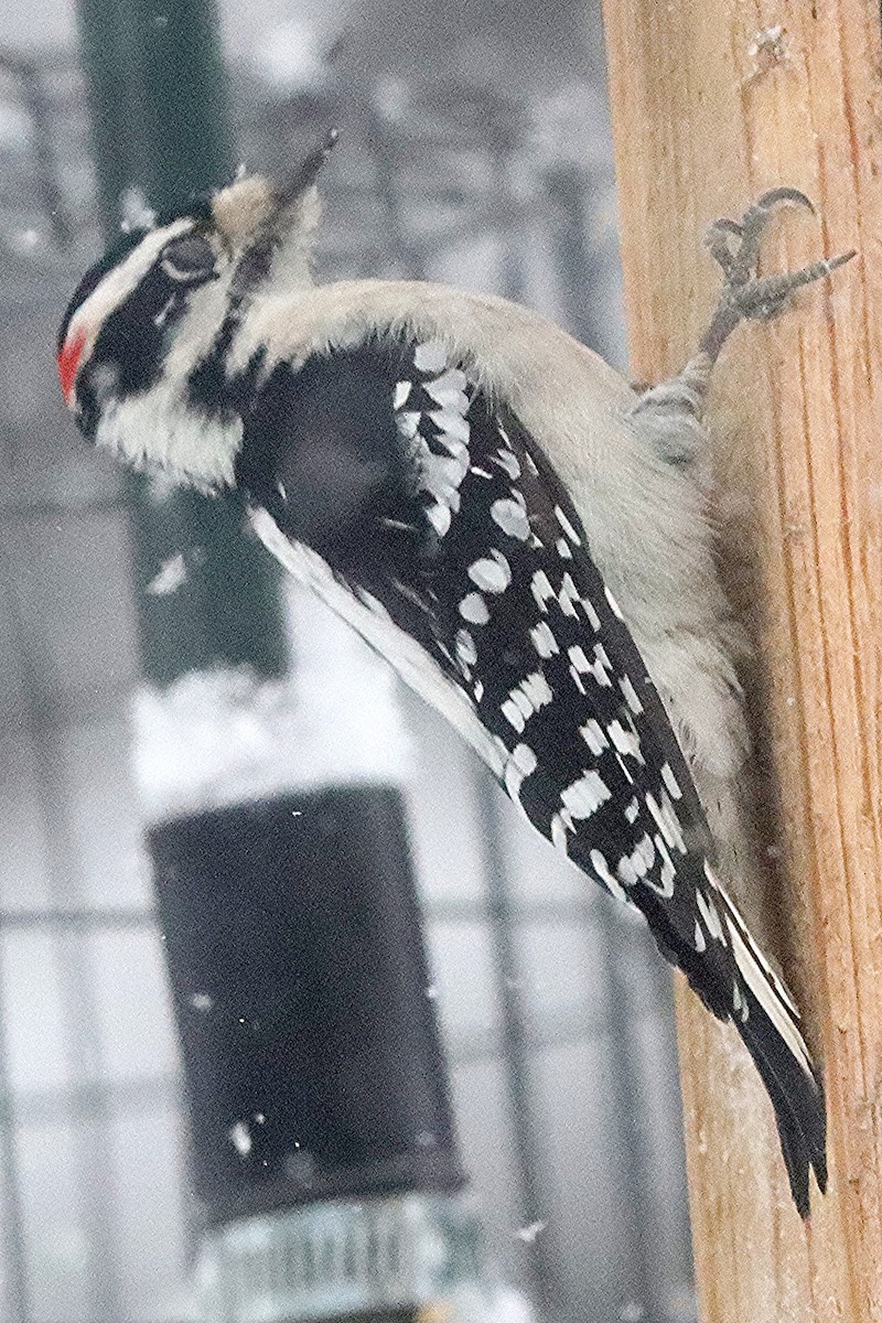 Downy Woodpecker - ML646599776