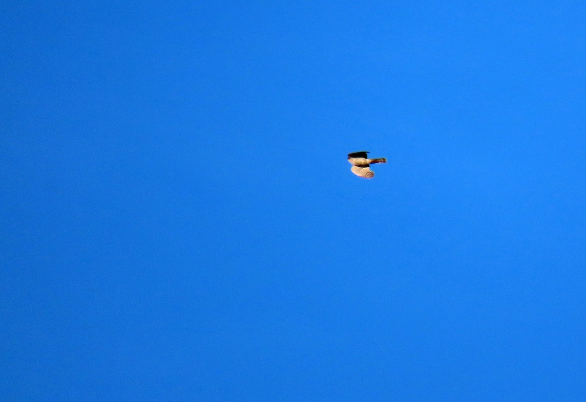 Atmaca - ML646599780