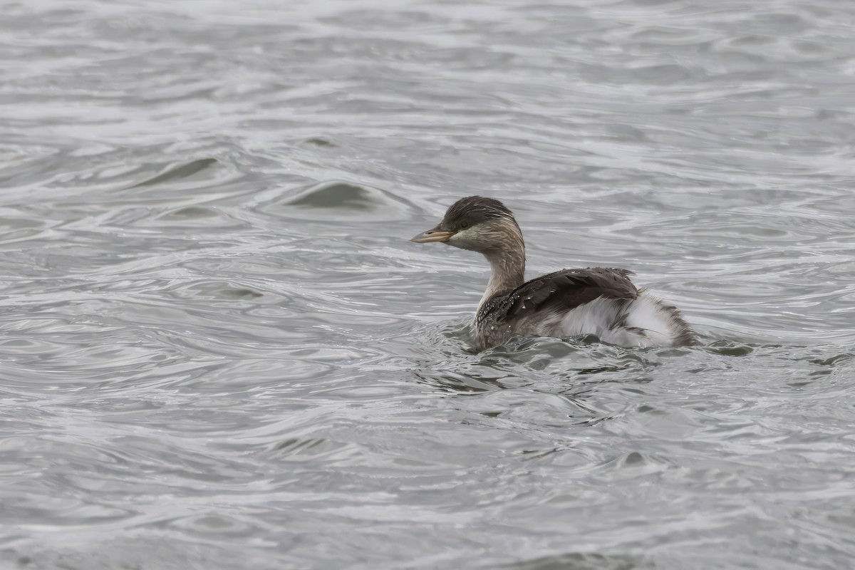 Txilinporta burugrisa - ML646599786