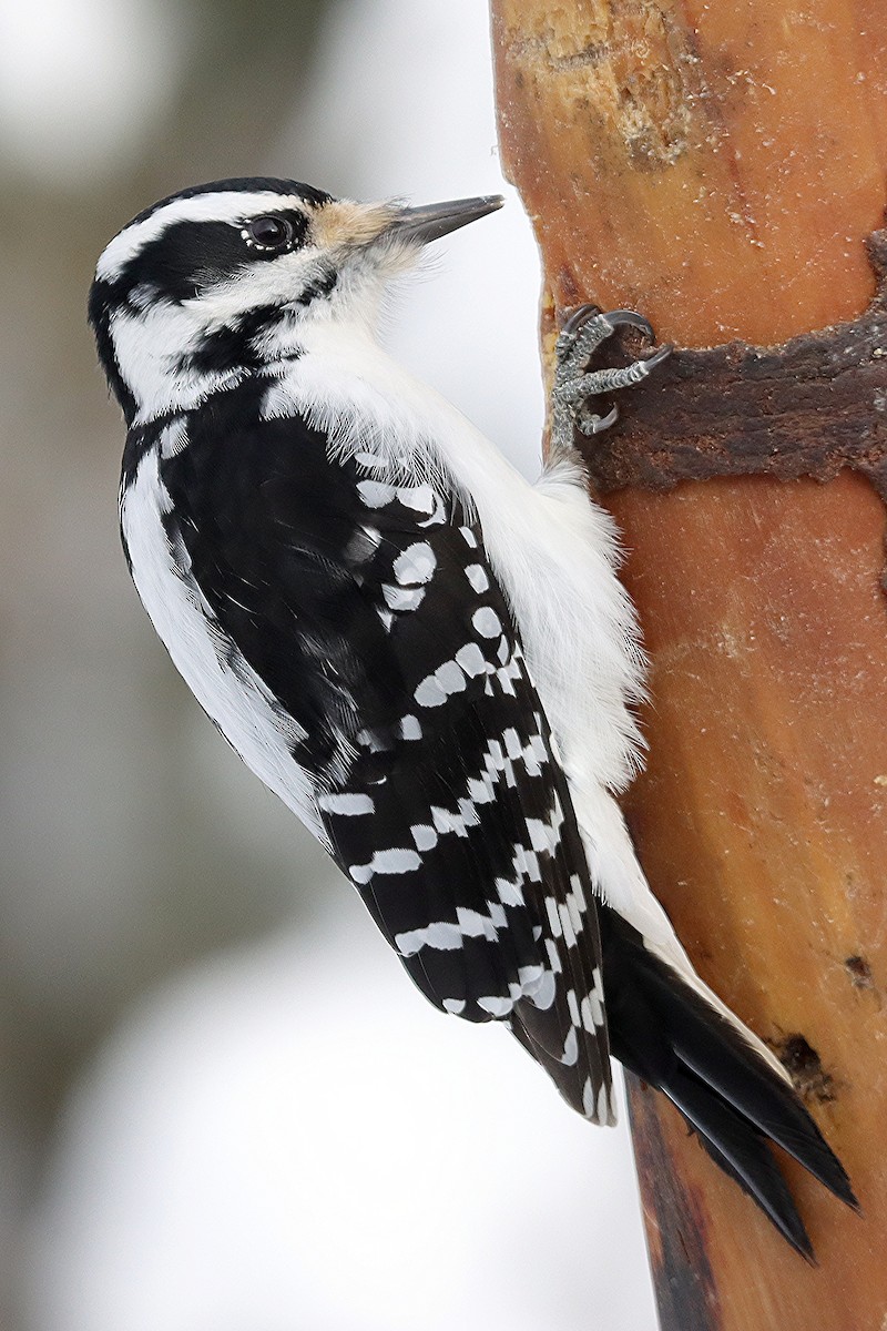 Hairy Woodpecker - ML646599788