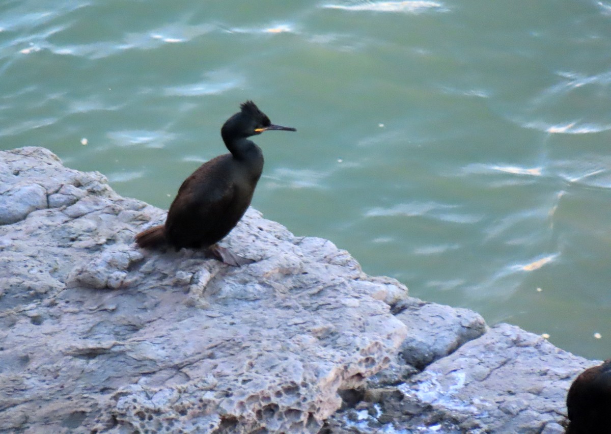 Tepeli Karabatak - ML646599789