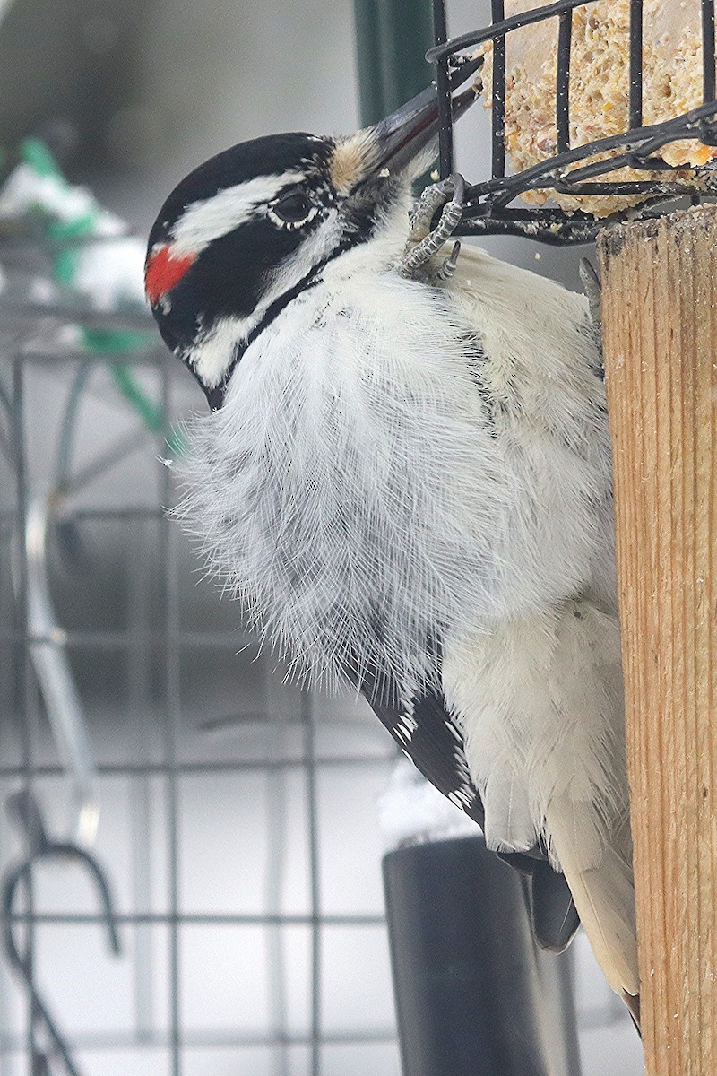 Hairy Woodpecker - ML646599790