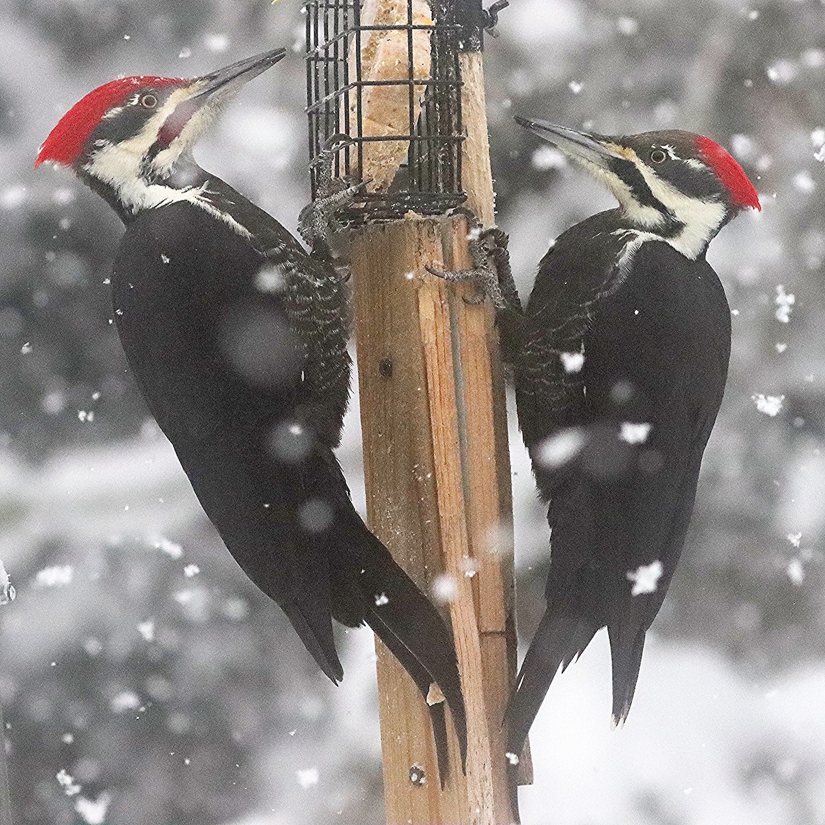 Pileated Woodpecker - ML646599791