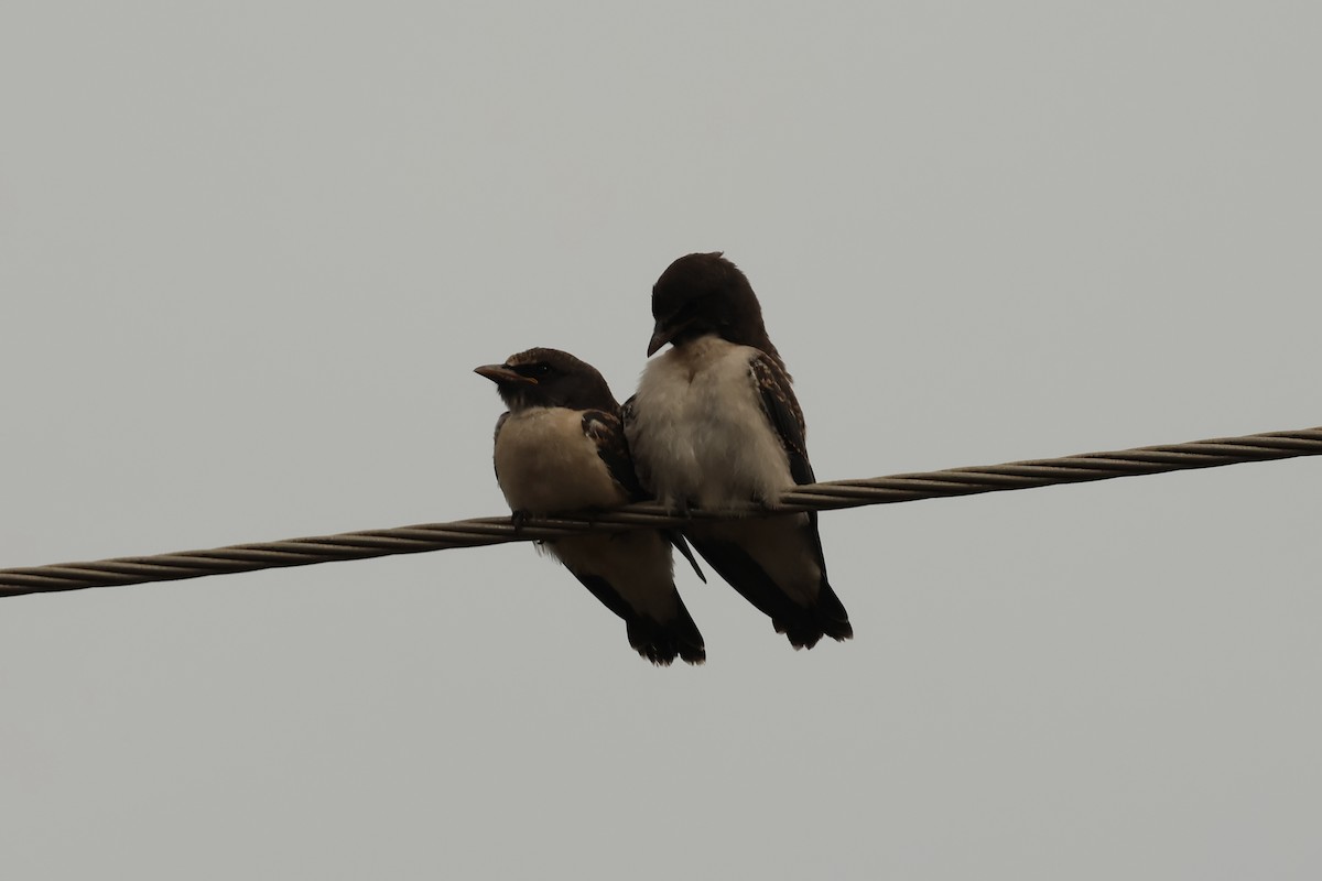 Белобрюхий артам - ML646599792