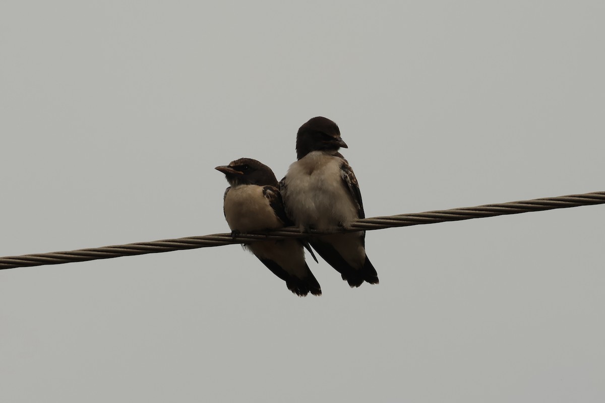 Белобрюхий артам - ML646599793